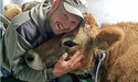 Молоко джерсейських корів — жирне та смачне