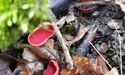 Не китайські ліхтарики — перші лісові гриби!