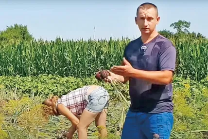 Володимир Брус із сім’єю дружно збирає урожай цибулі. Скрін із відео Володимир Бруса.