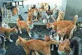 Котяче царство