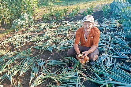 Такі великі головки цибулі, як у Максима Шевчука, рідко зустрінеш на дачі. Фото автора.