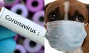Заразився Covid-19… від свого собаки!