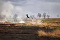 На паліїв трави полюватимуть безпілотники