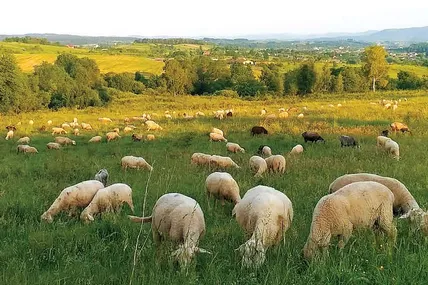 На околиці села є всі умови для випасання отари. Фото з архіву Уляни Сулятицької.