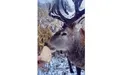 Олень Борька прийшов до людей по кукурудзу