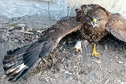 Фото з відкритих джерел