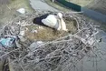 В Україну повернувся лелека Грицько (ВІДЕО)