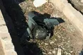 Спецслужби США вважають, що літак МАУ збила іранська ракета виробництва РФ