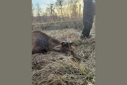 Фото Домівки врятованих тварин