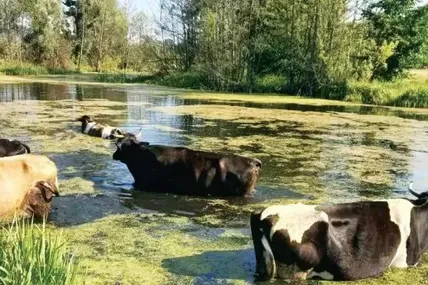 У прохолодній воді ліпше, ніж у душному хліві.