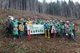 Переселенці садили у Карпатах ялиці...