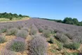 Лавандову гору в Перечині підкорює тисяча туристів у день