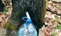 У кленовому соку можна маринувати м’ясо