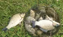 Цей місяць потішить рибальськими трофеями!