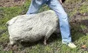 Свинка Фрося своєму господареві-фронтовикові «дає цьом»