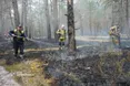 На Житомирщині локалізували масштабну лісову пожежу у природному заповіднику