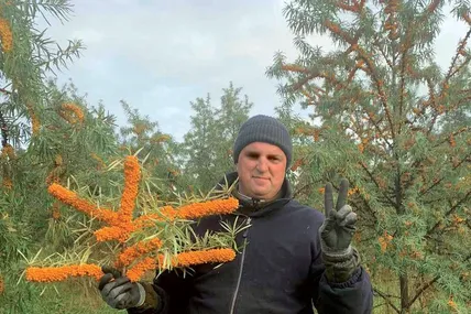 Обліпиха Андрія Кузьмича – сортова та високоврожайна. Фото з архіву Андрія Кузьмича
