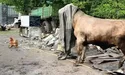 Ця артистична домашня худібка…