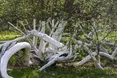 Чи стане наша яблунька «Європейським деревом року»?