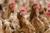 Перший випадок вірусу A(H9N2) в Європі: в італійській Ломбардії госпіталізовано пацієнта