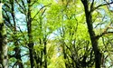 Посадила алею кохання на честь коханця...