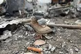 Розвідка Британії назвала, які регіони рф найбільше зазнають втрат на війні
