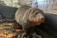 Мангуст може вполювати кобру