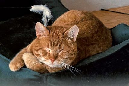 Перед незрячим котом відкрилося світле майбутнє