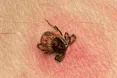 Із приходом тепла активізуються не лише комарі