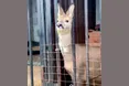 Козулю забрали з цвинтаря. А козла — у п‘янички…