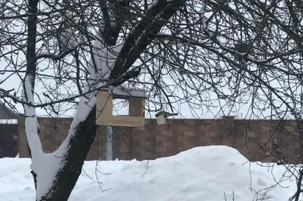 Синичка прилетіла на сніданок