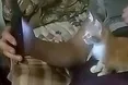 Не молока йому подавай — мультиків!