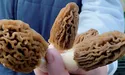 До великоднього столу приготує ще й гриби-сморжі