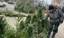 Двометрова блакитна ялинка — півтори тисячі гривень