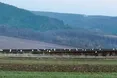 Лелеки офіційно оформили прихід весни