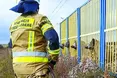 Як кабанів із полону визволяли