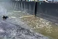Горбатого кита Тіммі повернули з Балтики в Північне море після складної рятувальної операції