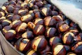 Вирощуємо їстівні каштани