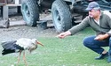 Повернення блудного лелеки