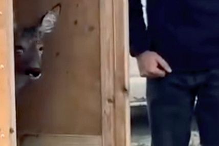Урятували не просто одну козулю, а три життя