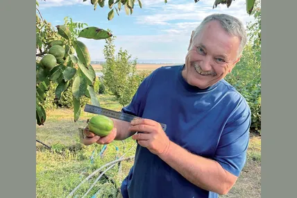 Горіхи Олександра Пономаренка вражають розмірами. Фото з архіву Олександра Пономаренка