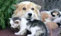 Трьох котиків «усиновила» собачка Ліза