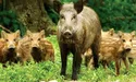 Йшов по гриби — натрапив на льоху з пацятами…