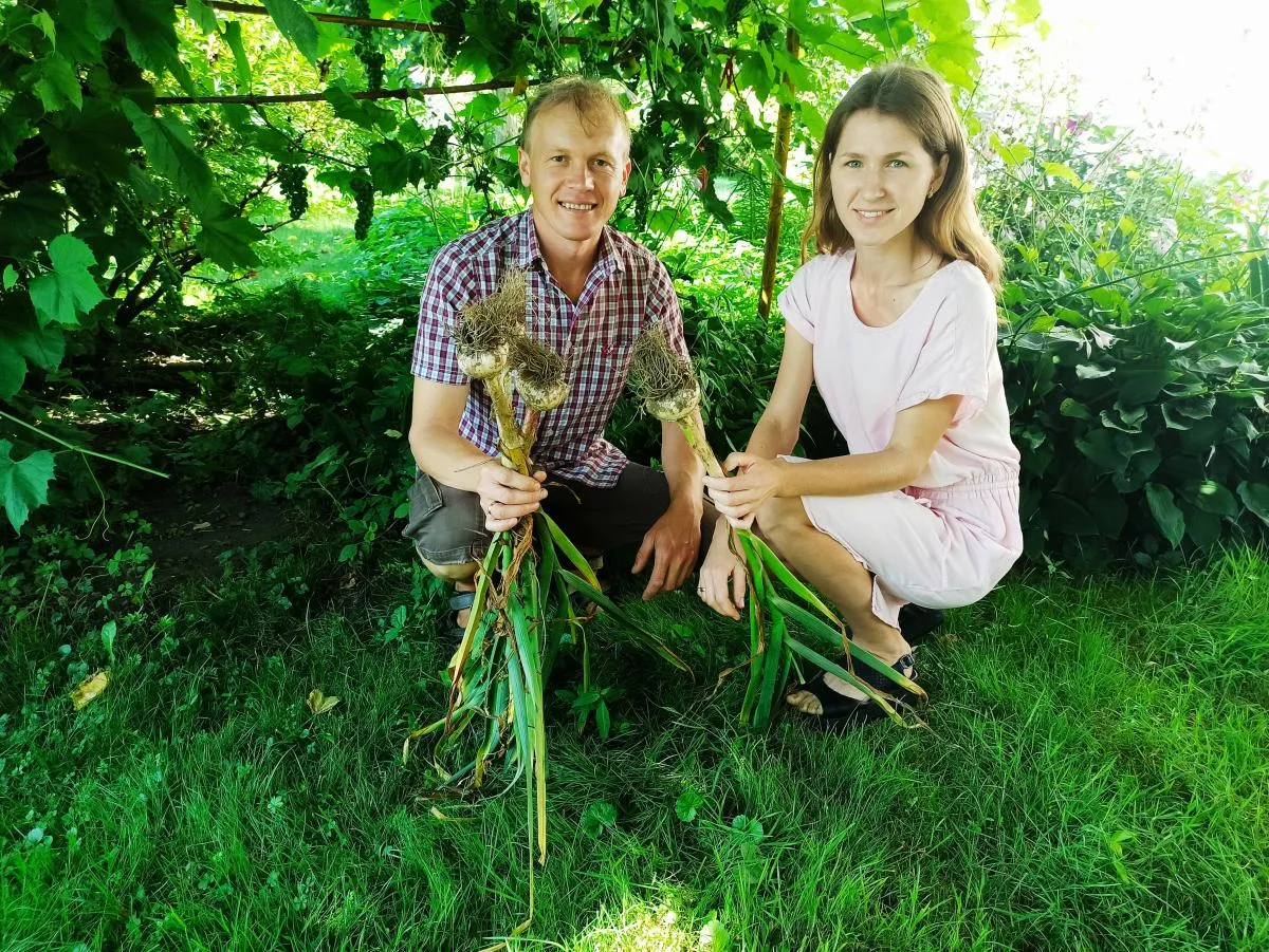 Часник, вирощений на грядці Розума