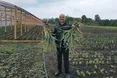 Часник розміром з яблуко