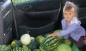 На Волині збирають 10-15-кілограмові кавуни
