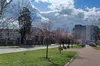 У Києві на бульварі Верховної Ради зацвіли сакури (фото)