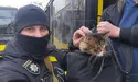 "Поляки можуть забрати тварин на час війни або назавжди"