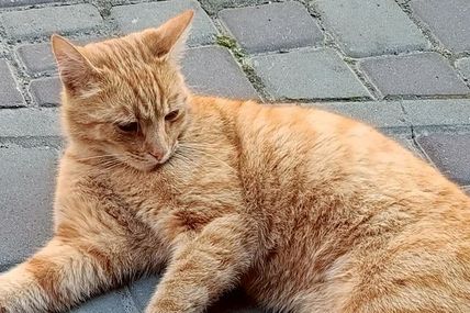 Через три місяці після ворожого обстрілу котик повернувся додому