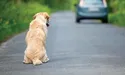 У селі Болотні є свій Хатіко…